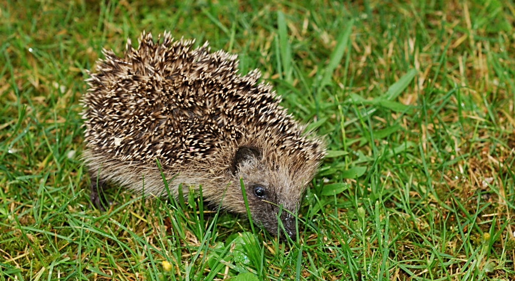 igel 1