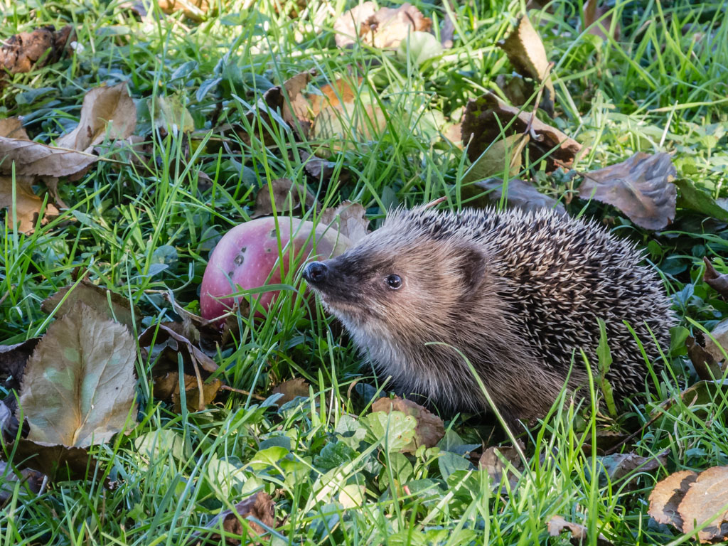 Igel 23
