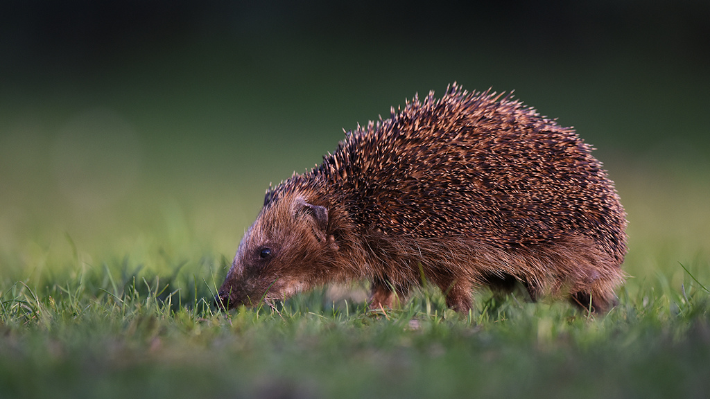 Igel im Rhododendronpark
6275