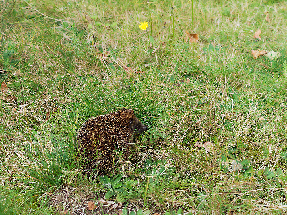 Igel Nachwuchs 2024 a.jpg