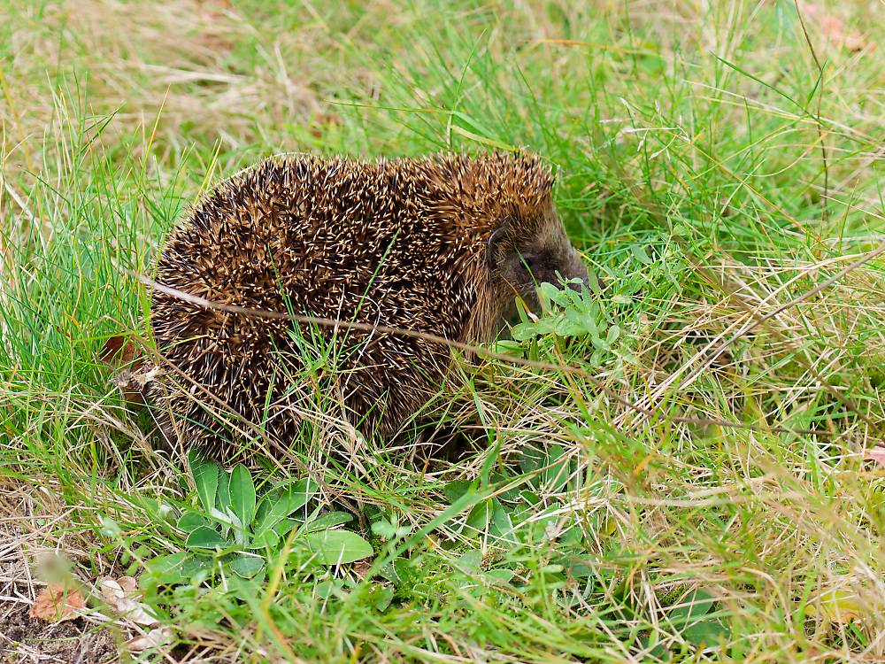 Igel Nachwuchs 2024 b.jpg