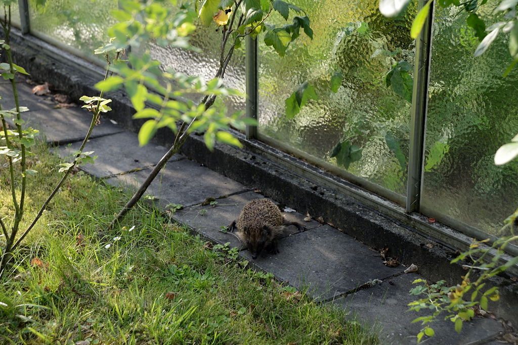 Igel