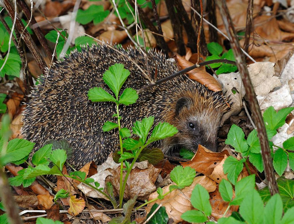 Igel