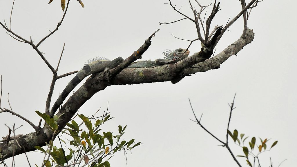 Iguana
Rupununi bei Karanambu
5175
