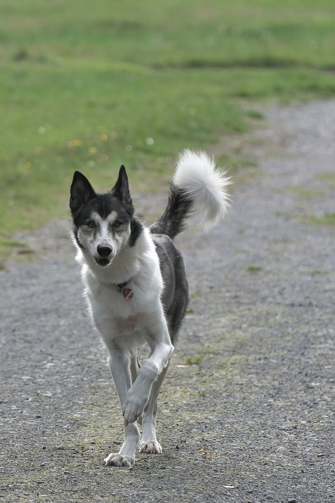 Ihr braucht mir nicht die Hand zu küssen. Ich bin nur - Till -, der Hund von fast nebenan.