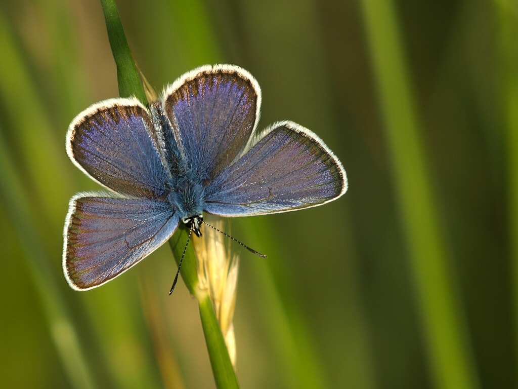 Ikarus