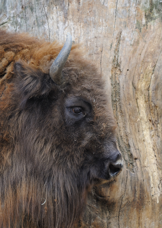 Il penseroso
Bison - Zoo Berlin