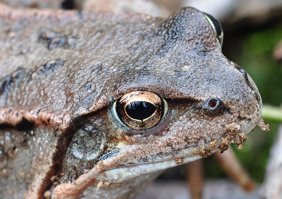 Im Auge des Frosches