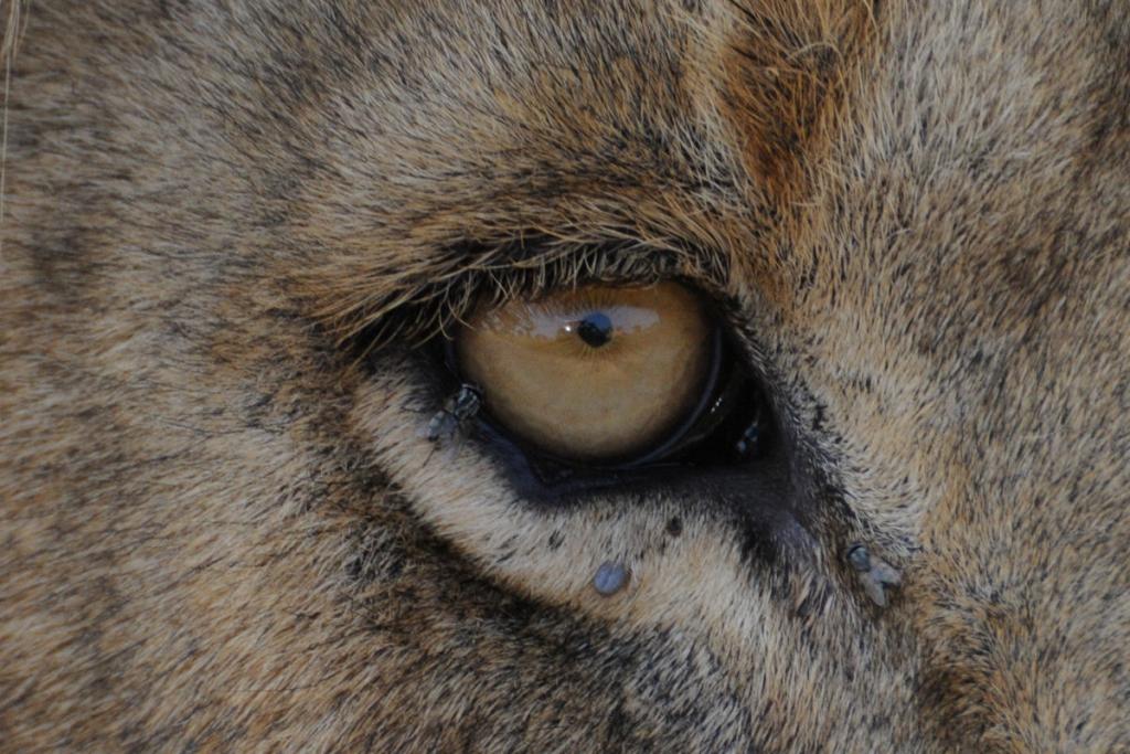 Im Auge des Loewen
Queen Eilzabeth NP - Isasha Sektor