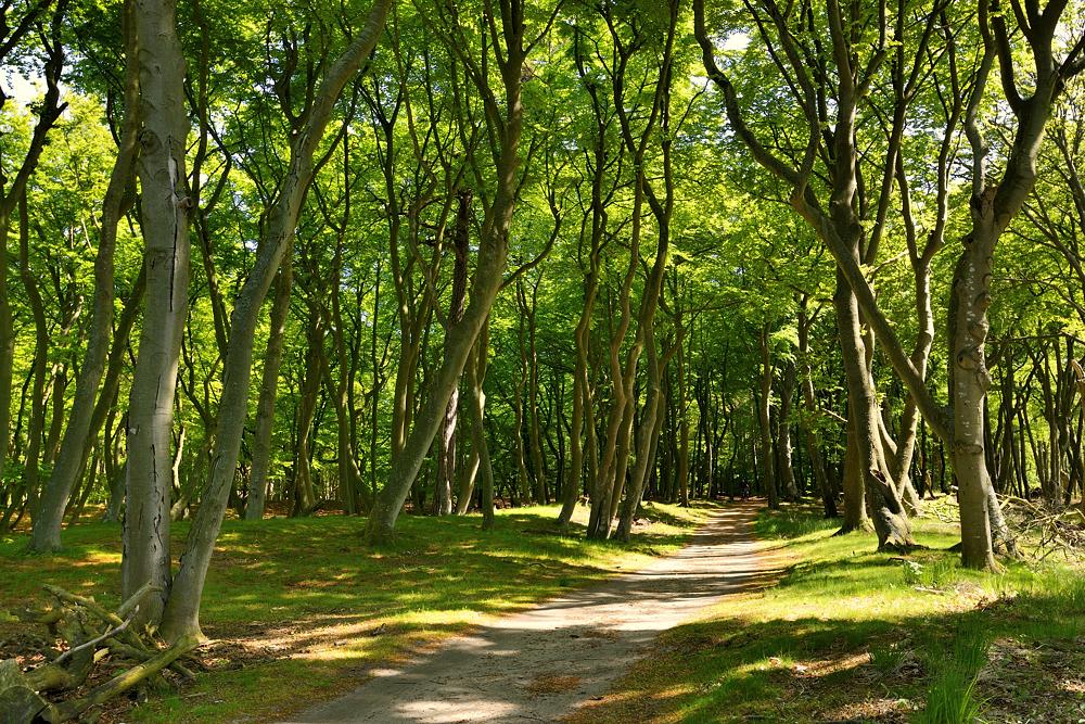 Im Darßwald 2014 07001