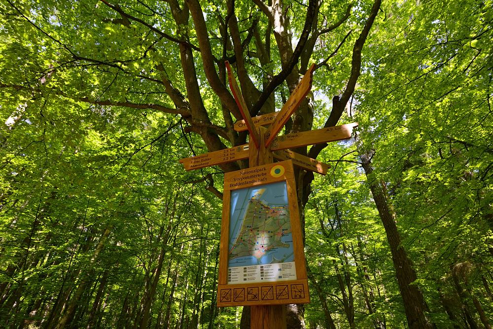Im Darßwald Großer Stern 2014 07024