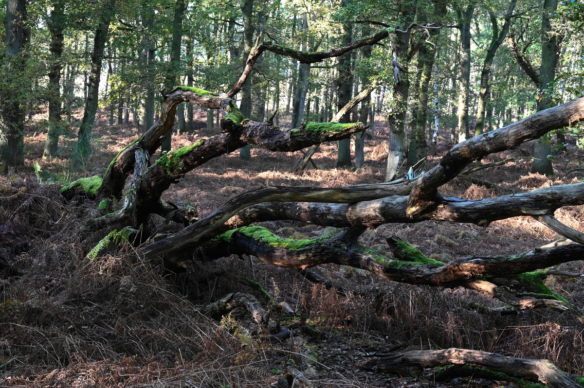 Im Diesfordter Wald.jpg