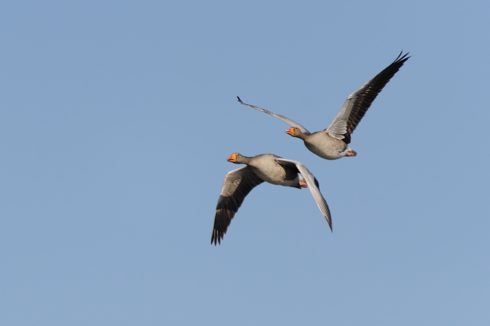 im Duo
am Kastenweiher