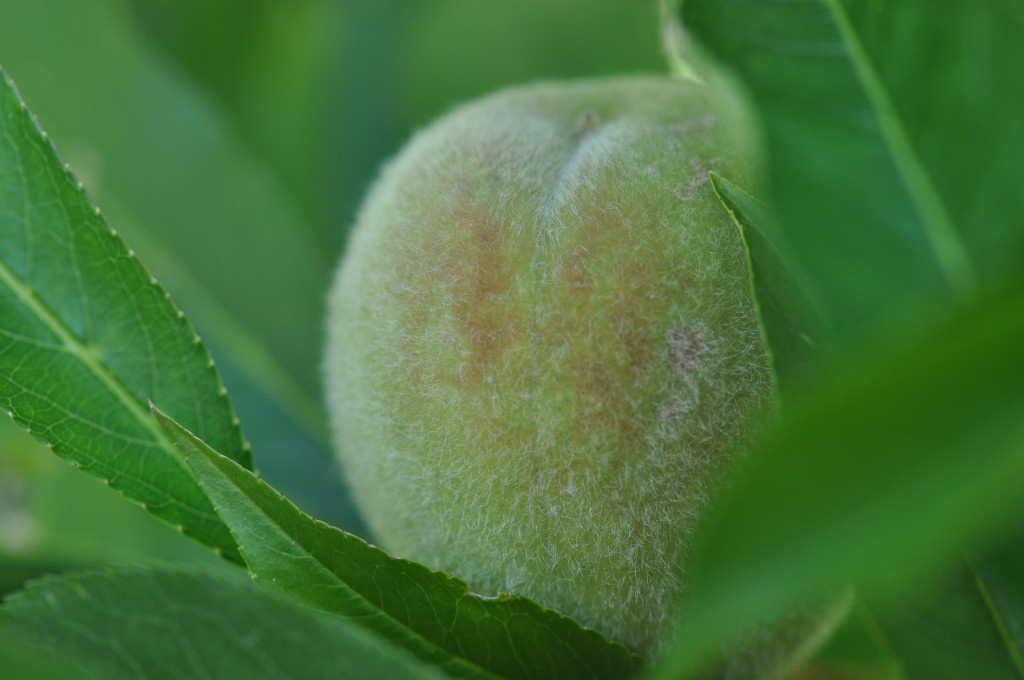 Im Garten 004