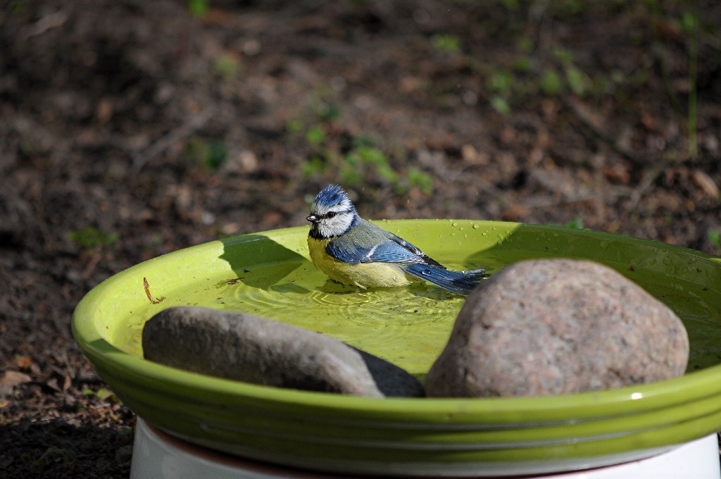 Im Garten 2