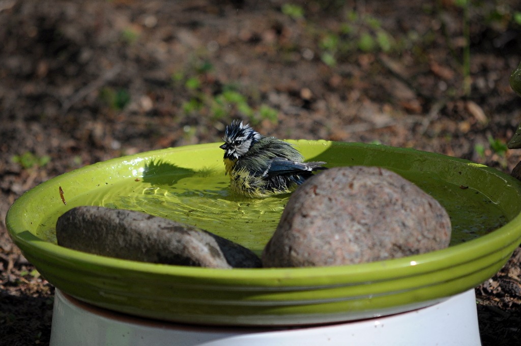 Im Garten 3