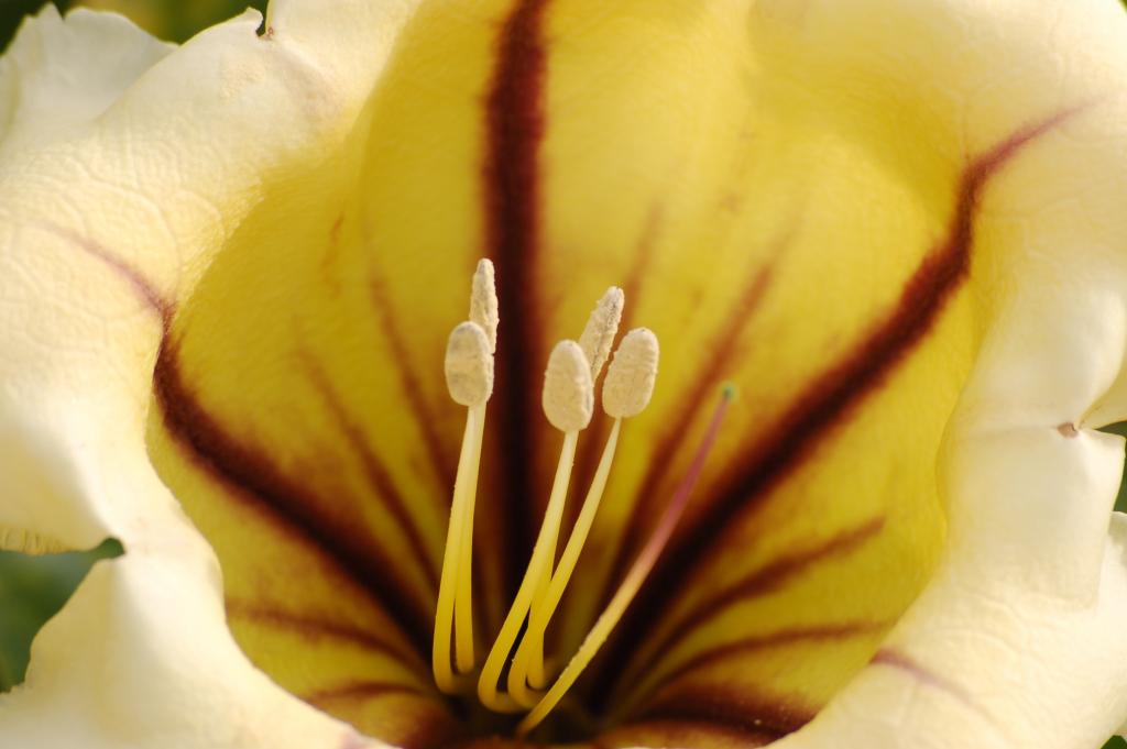 Im Garten des César Manrique