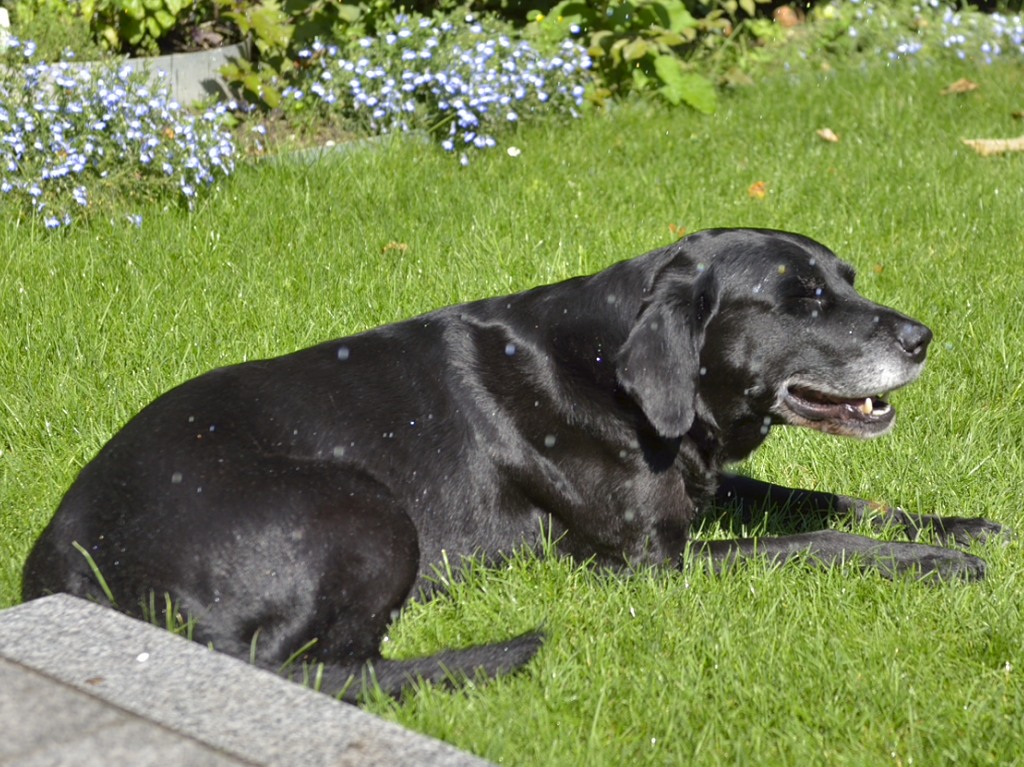 im Garten mit "Sprenger"