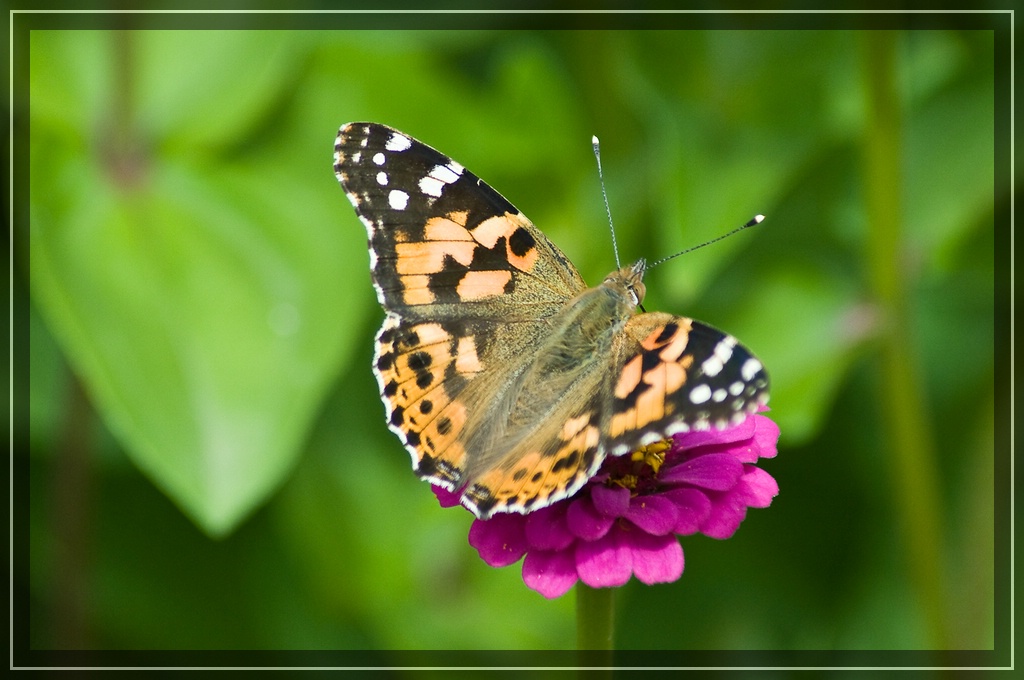 Im Garten