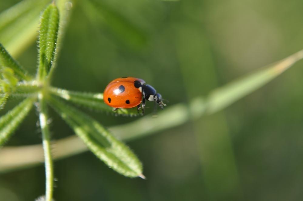 Im Garten