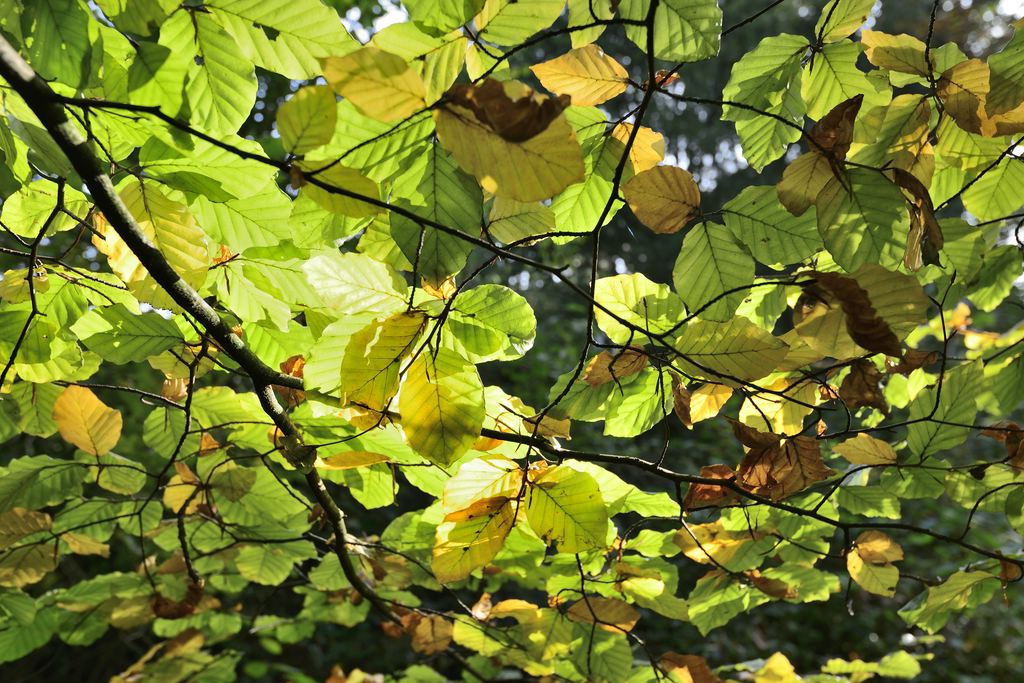 im Gegenlicht