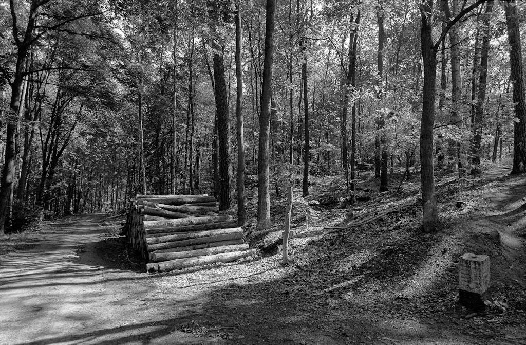 Im Grunewald