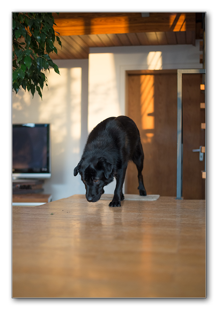 im haus1