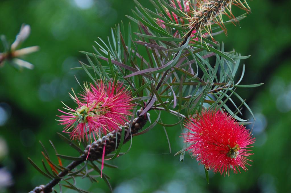 Im japanischen Garten in Buenos Aires