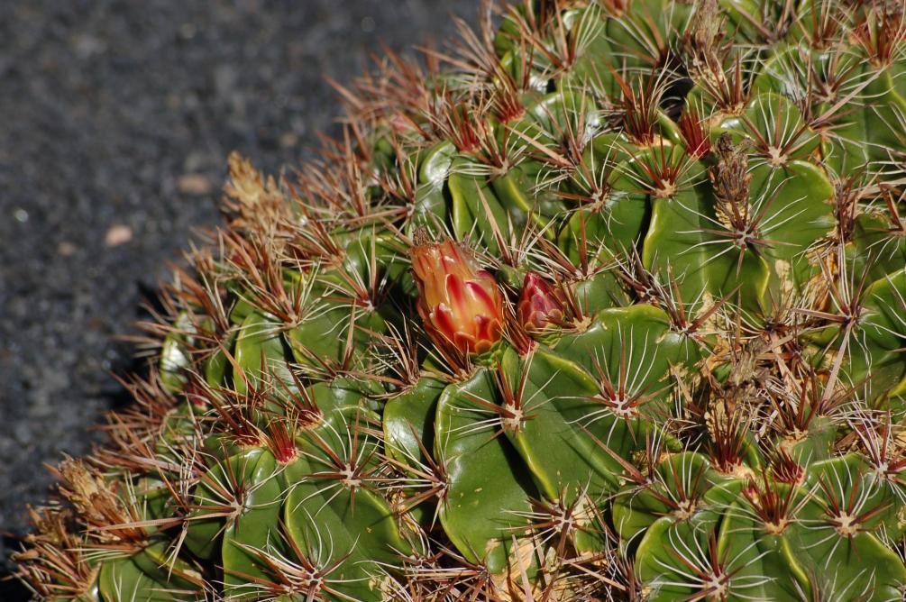 im Jardín de Cactus
