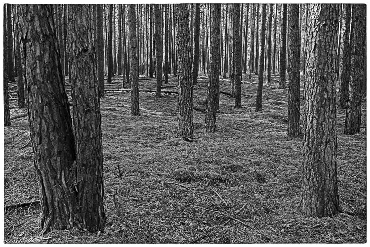Im Kiefernwald BW.jpg