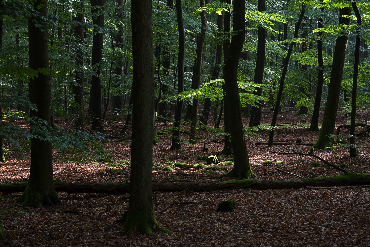 Im Lüßwald 3 (1 von 1).JPG