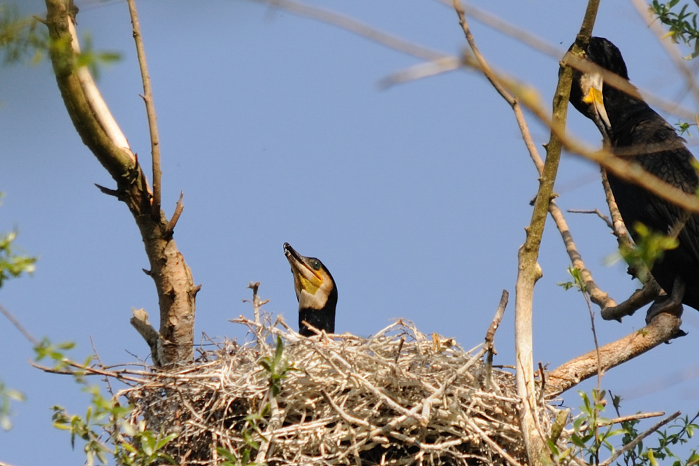 Im Nest