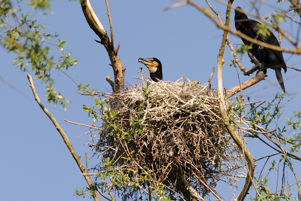 Im Nest