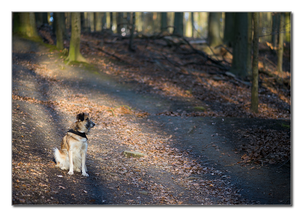 im restlicht2