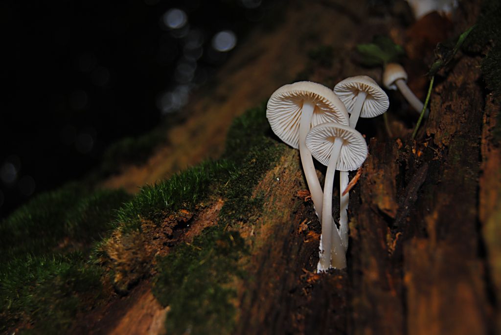 im Rimburgerwald 02.10.2012