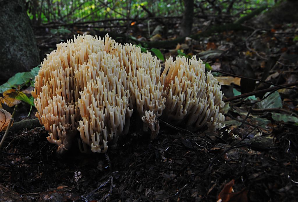 im Rimburgerwald  09.10.2012 (12)