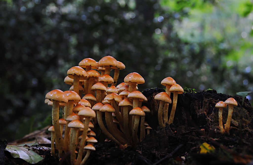 im Rimburgerwald 10.09.12 (5)
