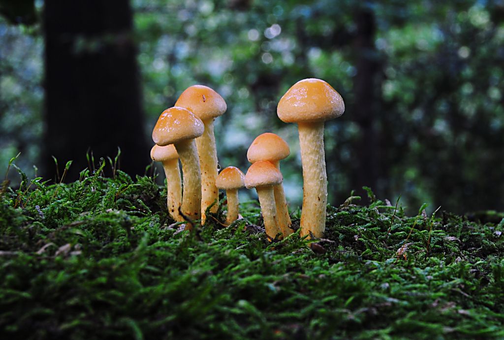 im Rimburgerwald 10.09.12 (9)