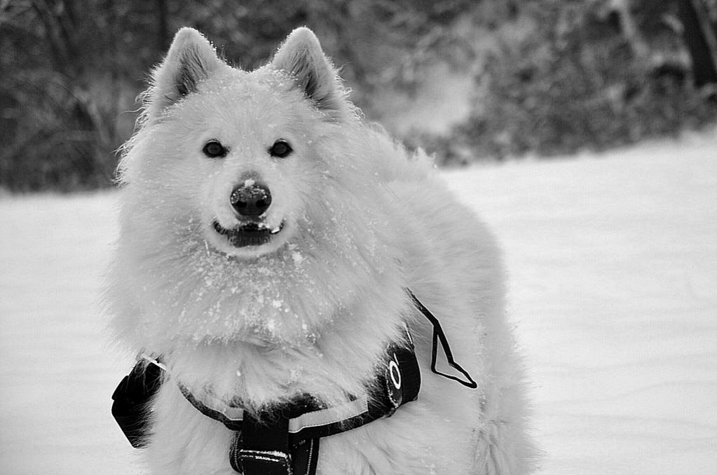 Im Schnee mit scharf
