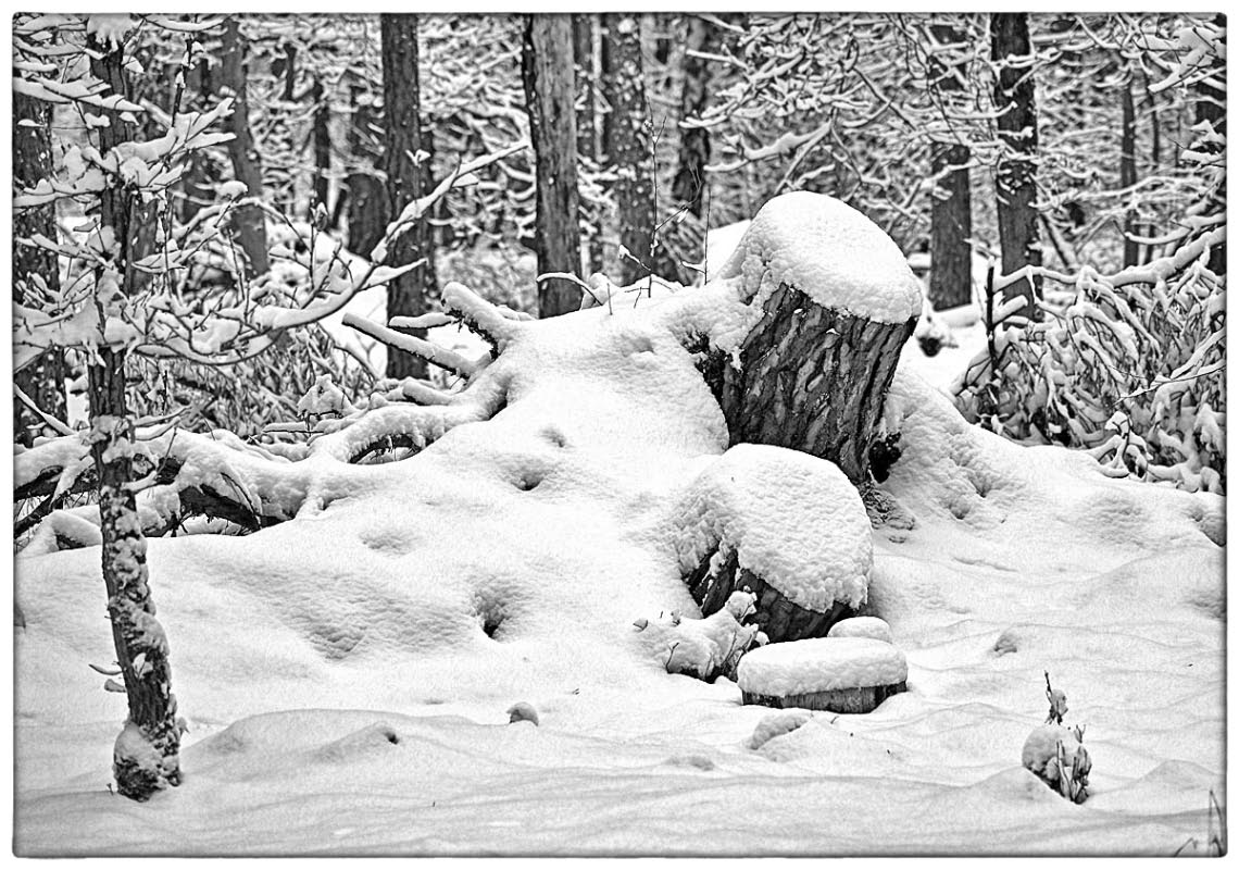 Im Schneewald_BW.jpg