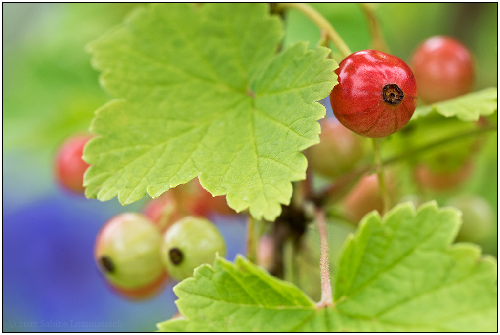 Im Schrebergarten – Johannisbeerstrauch