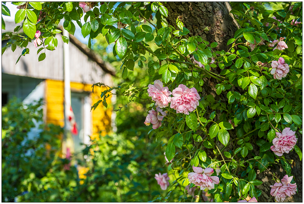 Im Schrebergarten – Kletterrose am Apfelbaum © 2024 Sabine Lommatzsch