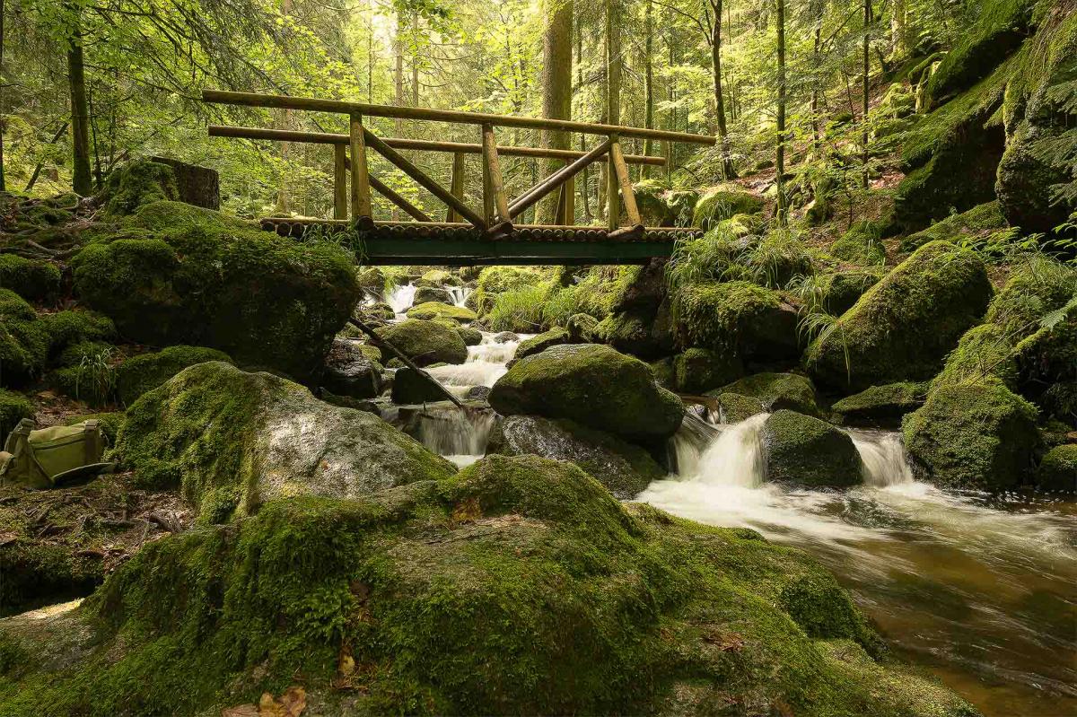 Im Schwarzwald