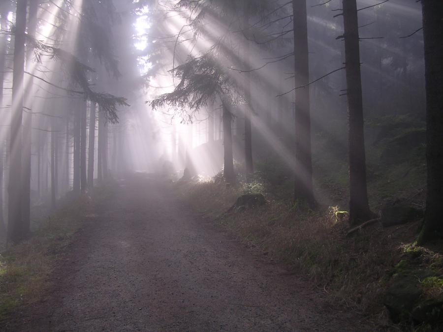 Im Steinwald (2)