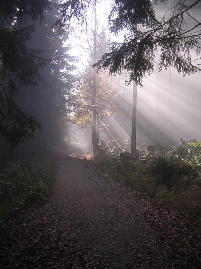 Im Steinwald (3)