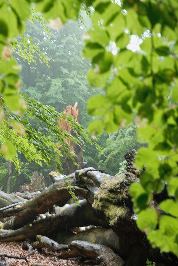 Im Urwald 02