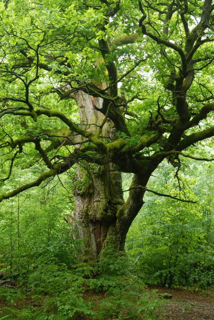 Im Urwald 05