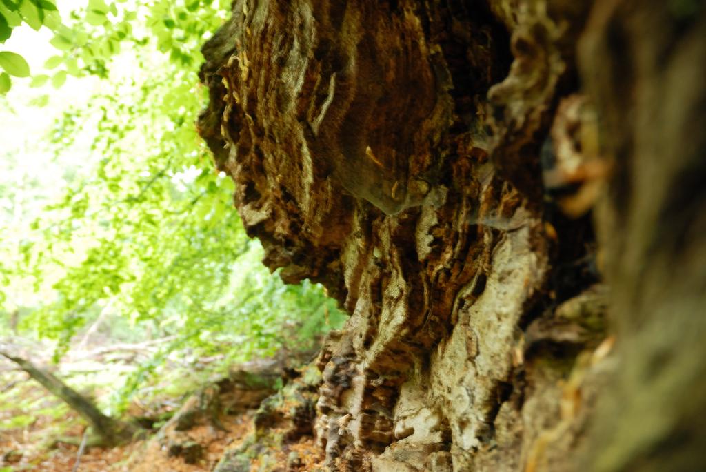 Im Urwald 07