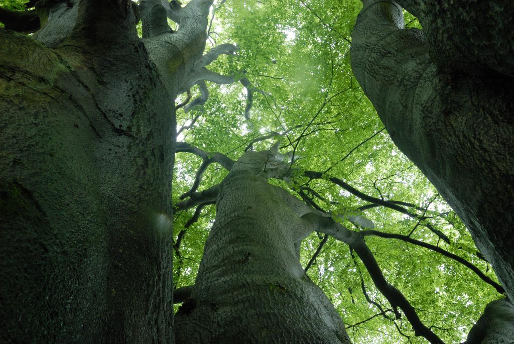 Im Urwald 12