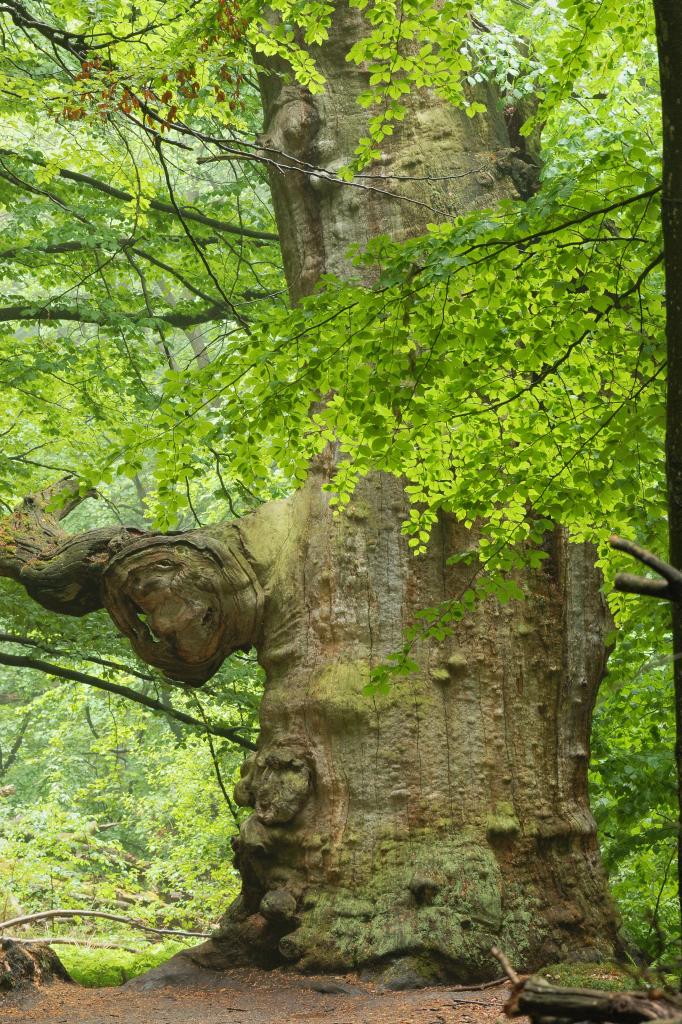 Im Urwald 14